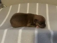 Hugo, a male Pomeranian for sale in Mill Creek, WA – Photo 2 of 3