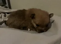Hugo, a male Pomeranian for sale in Lynnwood, WA – 2 of 5