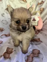 Evie F1, a female Pomeranian for sale in Lynnwood, WA – 1 of 5