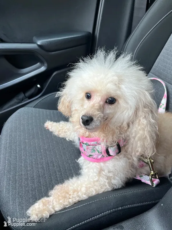 Misty - Adult Toy Poodle seeking Forever Home – Poodle - Toy  puppy for sale in Lynnwood, WA