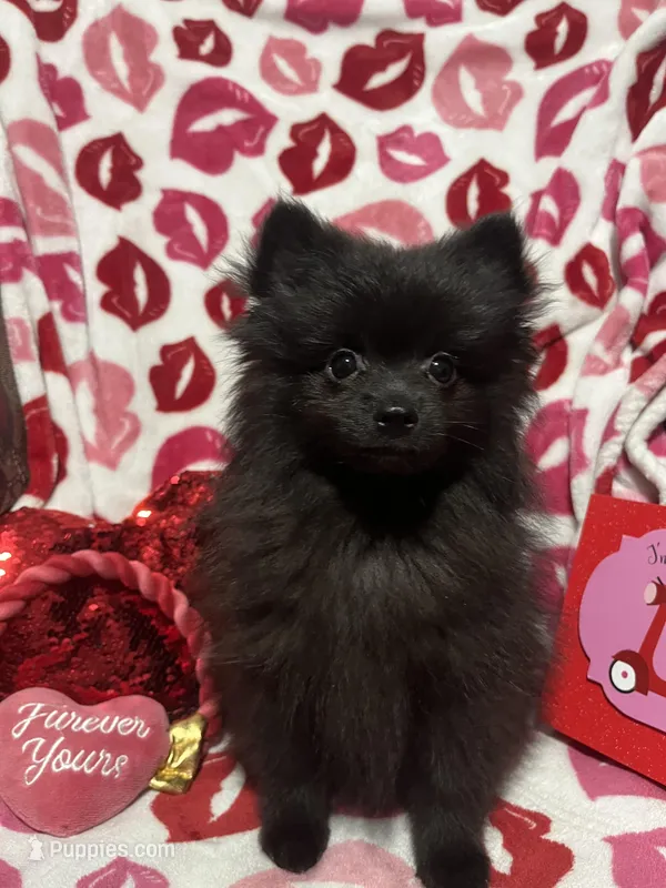 Tommy – Pomeranian puppy for sale in Mill Creek, WA