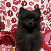 Lucky, a male Pomeranian for sale in Mill Creek, WA – Photo 4 of 10