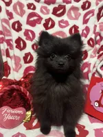 Sweet Boy, a male Pomeranian for sale in Mill Creek, WA – Photo 2 of 7