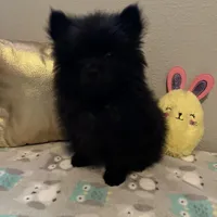 Lucky, a male Pomeranian for sale in Mill Creek, WA – Photo 5 of 10