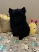 Sweet Boy, a male Pomeranian for sale in Mill Creek, WA – Photo 3 of 7