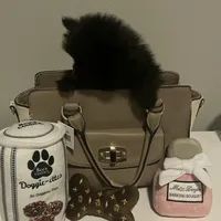 Lucky, a male Pomeranian for sale in Mill Creek, WA – Photo 7 of 10