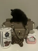 Sweet Boy, a male Pomeranian for sale in Mill Creek, WA – Photo 4 of 7