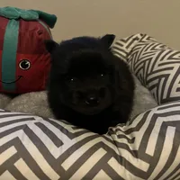 Lucky, a male Pomeranian for sale in Mill Creek, WA – Photo 8 of 10