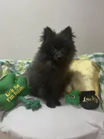 Lucky, a male Pomeranian for sale in Mill Creek, WA – Photo 2 of 10