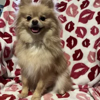 Lucky, a male Pomeranian for sale in Mill Creek, WA – Photo 10 of 10