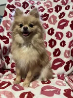 Sweet Boy, a male Pomeranian for sale in Mill Creek, WA – Photo 7 of 7