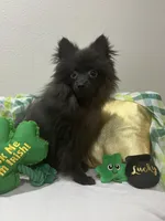 Lucky, a male Pomeranian for sale in Mill Creek, WA – Photo 3 of 10