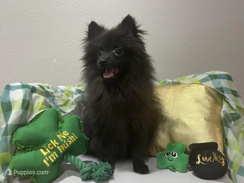 Lucky – Pomeranian puppy for sale in Mill Creek, WA
