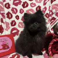 Lucky, a male Pomeranian for sale in Mill Creek, WA – Photo 6 of 10