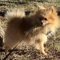 Lucky, a male Pomeranian for sale in Mill Creek, WA – Photo 9 of 10