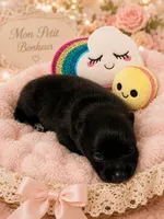 Ebony F2, a female Pomeranian for sale in Lynnwood, WA – 2 of 3
