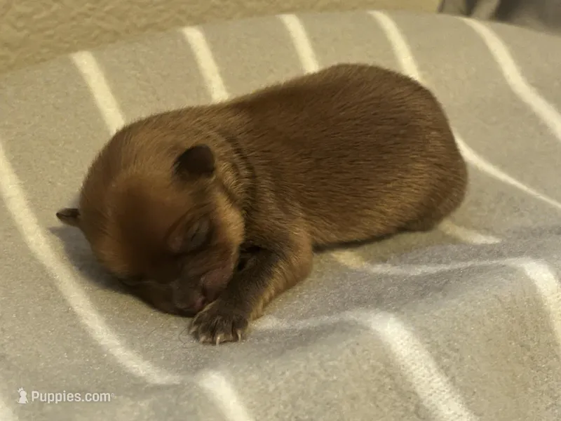 Cosmo, a male Pomeranian for sale in Mill Creek, WA – Photo 1 of 3