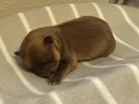 Cosmo, a male Pomeranian for sale in Mill Creek, WA – Photo 1 of 3