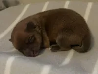 Cosmo, a male Pomeranian for sale in Mill Creek, WA – Photo 2 of 3