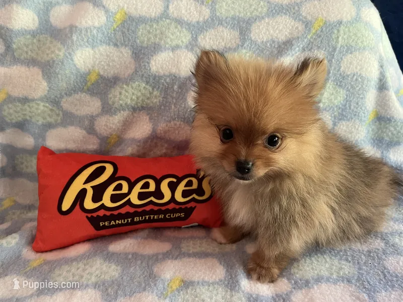 Hugo – Pomeranian puppy for sale in Lynnwood, WA
