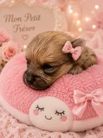 Evie F1, a female Pomeranian for sale in Lynnwood, WA – 3 of 5