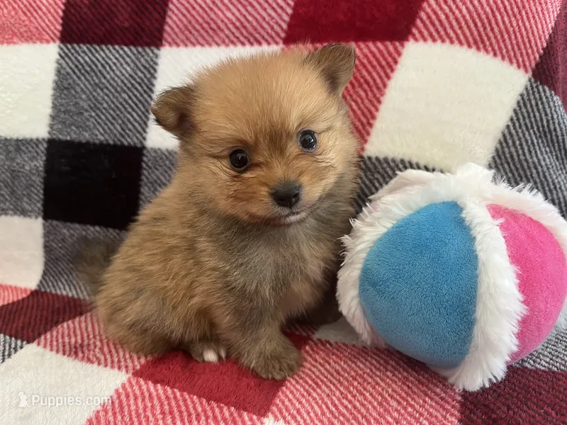 Cosmo – Pomeranian puppy for sale in Lynnwood, WA