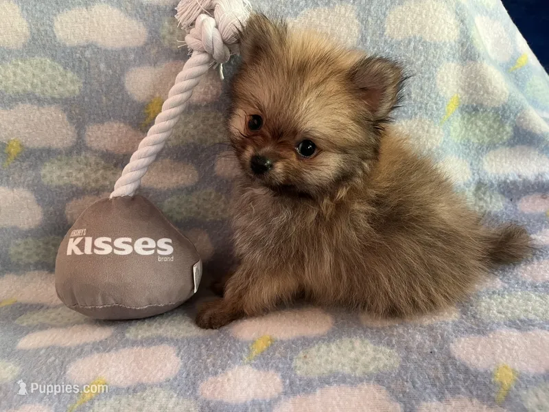 B3 – Pomeranian puppy for sale in Lynnwood, WA