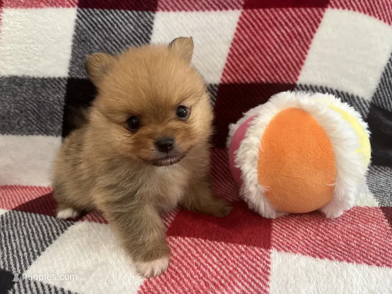 Hugo – Pomeranian puppy for sale in Lynnwood, WA