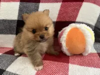 Hugo B2, a male Pomeranian for sale in Lynnwood, WA – 2 of 7