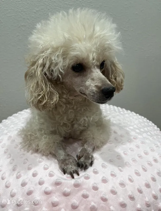 Misty – Poodle - Toy  puppy for sale in Lynnwood, WA