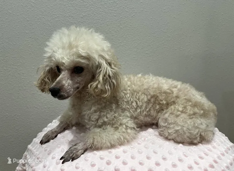 Misty – Poodle - Toy  puppy for sale in Mill Creek, WA
