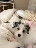 Gracie, a female Morkie for sale in Charlotte, NC – 5 of 5