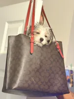 Gracie, a female Morkie for sale in Charlotte, NC – 3 of 5