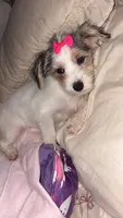 Gracie, a female Morkie for sale in Charlotte, NC – 2 of 5