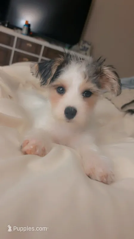 Gracie – Morkie puppy for sale in Charlotte, NC