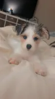 Gracie, a female Morkie for sale in Charlotte, NC – 1 of 5