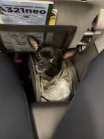 Dobby, a male Chihuahua for sale in Bronx, NY – 5 of 5