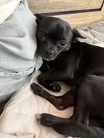 Dobby, a male Chihuahua for sale in Bronx, NY – 1 of 5
