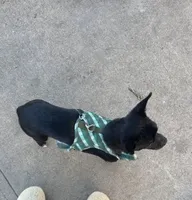 Dobby, a male Chihuahua for sale in Bronx, NY – 2 of 5
