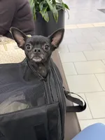 Dobby, a male Chihuahua for sale in Bronx, NY – 4 of 5
