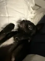 Dobby, a male Chihuahua for sale in Bronx, NY – 3 of 5
