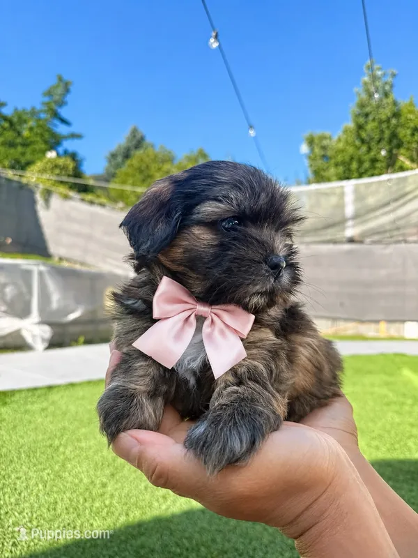 Ella – Shih Tzu puppy for sale in Aurora, CO