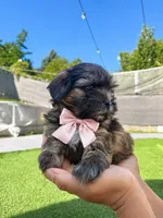 Ella, a female Shih Tzu for sale in Aurora, CO – 1 of 3