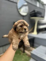 Coffe, a male Shih Tzu for sale in Aurora, CO – 3 of 4