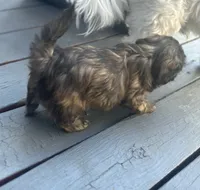 Ella, a female Shih Tzu for sale in Aurora, CO – 2 of 3