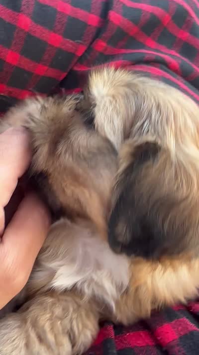 Coffe, a male Shih Tzu for sale in Aurora, CO – 4 of 4