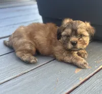 Coffe, a male Shih Tzu for sale in Aurora, CO – 2 of 4
