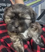 Ella, a female Shih Tzu for sale in Aurora, CO – 3 of 3