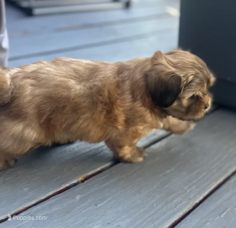 Coffe – Shih Tzu puppy for sale in Aurora, CO