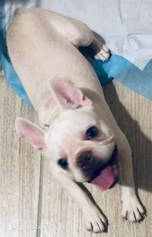 Ace – French Bulldog puppy for sale in El Paso, TX